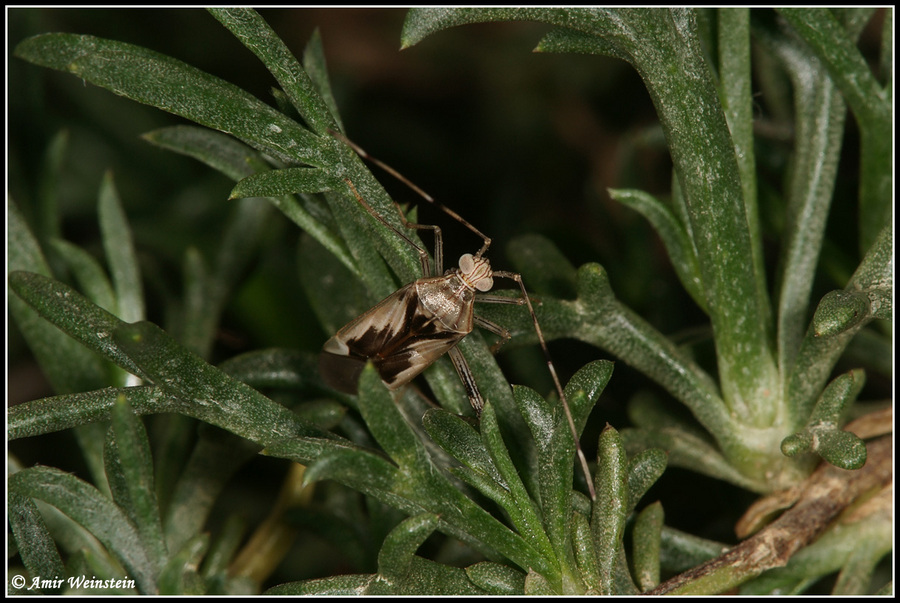 Heteroptera d''Israele - Miridae